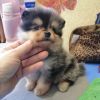 Adorable Male and Female Pomeranian puppies.