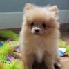 Adorable Pomeranian for adoption