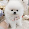 Adorable male and female teacup Pomerania puppy