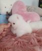 Beautiful male and female teacup pomeranian puppy