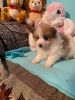 Pure Breed Miniature Pomeranian