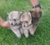 cute Pomeranian puppies available for sale.