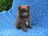Adorable Pomeranian Puppies