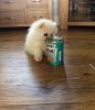 charming and lovable Pomeranian