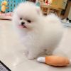 Playful male and female teacup pomeranian puppies ready to go