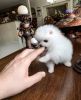 Cute male and female teacup pomeranian puppies