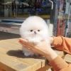 Perfect Pomeranian Puppy