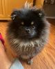 One year Old Black and Tan Male Pomeranian