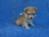 Adorable Toy Pomeranian Puppies