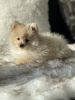 Pomeranian Puppies are Available for Sale (DTLA)
