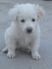 Pomeranian dog female puppy for sale