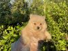 Toy Pomeranian Puppies