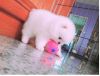 Absolutely GORGEOUS Pomeranian puppies available!