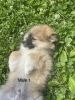 Pomeranian pups for sale