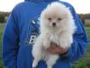 Perfect pure breed Pomeranian ready now