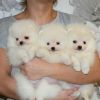 Amazing Pomeranians Puppies For Rehoming