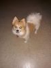 4 year old Pomeranian for sell