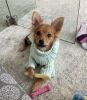 6 months cute pomchi puppy low rehome fee