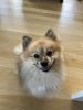 1 year old Pomerian Pure Bred for Sale