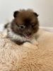 8 Week Old Pomeranian Puppies