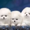 Teacup Pomeranian Puppies +1(5xx) xx4-36xx