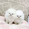 Teacup Pomeranian Puppies. Text or WhatsApp at.... +1(5xx) xx4-36xx