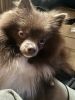 Pomeranians for sell