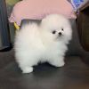 Cute Pomeranian Puppies For Sale.