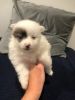 6 week Pomeranian