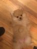 Pomeranian puppy in need of rehoming