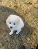 Eskipom Pomimo Puppies for Sale!