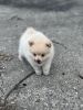 Sweet Cream Pomeranian ready for his new home