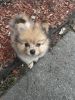 Beautiful Sable Merle Pomeranian ready for his new home