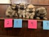 Pomeranian puppies male and female