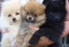 AWESOME!! POMERANIAN PUPPIES 10 WEEKS