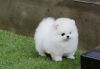 CUTE AND ADORABLE POMERANIAN PUPPIES