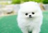 CUTE AND MAGNIFICENT POMERANIAN PUPPIES AVAILABLE