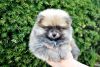 Purebred Pomeranian puppy Boy Max