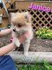 Purebred Pomeranian female puppy born march 23, 2023. Call xxx xxx xxx