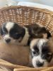 Rehoming Pomeranian mixed puppies