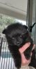 Adorable Black Pomeranian Puppy