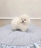 Adorable pomeranian puppies available