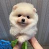 Perfect Pomeranians with all document
