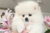 Adorable white KC tiny Pomeranian pup