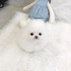 fluffy white coat teacup Pomeranians available
