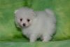 Dashing Pomeranian Puppies for sale
