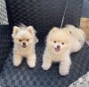 Pomerania Puppies Available