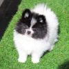 Adorable Pomeranian Puppies Looking for Loving Homes