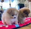 Jovial Pomeranian Pups