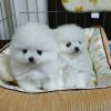 Adorable White Pomeranian Puppies